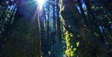 【旅行攝影課】阿里山追日出『 1/2 』高山迷霧，森林步道、林鐵道路 （8位開課，須報名二天課程）